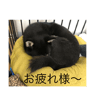 黒柴マメテツ（個別スタンプ：4）