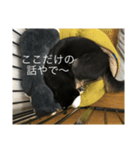 黒柴マメテツ（個別スタンプ：5）