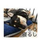 黒柴マメテツ（個別スタンプ：7）
