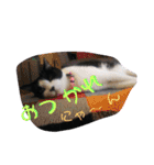 ハチワレ猫 Kirikoの生活スタンプ（個別スタンプ：15）