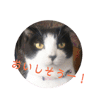 ハチワレ猫 Kirikoの生活スタンプ（個別スタンプ：19）