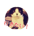 ハチワレ猫 Kirikoの生活スタンプ（個別スタンプ：20）