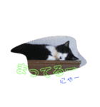 ハチワレ猫 Kirikoの生活スタンプ（個別スタンプ：21）