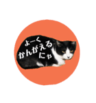ハチワレ猫 Kirikoの生活スタンプ（個別スタンプ：24）