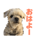 うちのコナン2（個別スタンプ：1）
