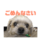 うちのコナン2（個別スタンプ：5）