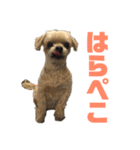 うちのコナン2（個別スタンプ：9）