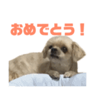 うちのコナン2（個別スタンプ：13）