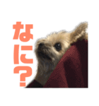 うちのコナン2（個別スタンプ：21）