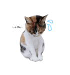 my family is Bu-nyan（個別スタンプ：4）