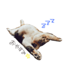 my family is Bu-nyan（個別スタンプ：6）