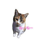 my family is Bu-nyan（個別スタンプ：7）