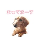 ここちゃんの日常001（個別スタンプ：3）
