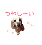 ここちゃんの日常001（個別スタンプ：8）