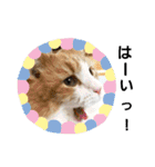 ノルウェージャンフォレストキャットのノル（個別スタンプ：6）