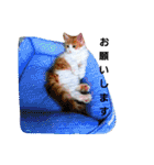 ノルウェージャンフォレストキャットのノル（個別スタンプ：15）