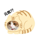 ノルウェージャンフォレストキャットのノル（個別スタンプ：26）