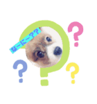 愛犬 わんちゃんスタンプ（個別スタンプ：1）