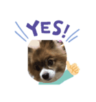 愛犬 わんちゃんスタンプ（個別スタンプ：5）