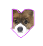 愛犬 わんちゃんスタンプ（個別スタンプ：7）