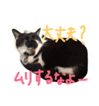 夏目と仙豆（個別スタンプ：3）