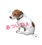 田中家のわんこ（個別スタンプ：6）