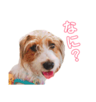 田中家のわんこ（個別スタンプ：7）