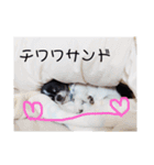 チワワのレン♡（個別スタンプ：13）