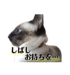ユズさん（個別スタンプ：9）