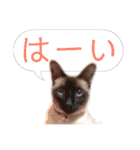 ユズさん（個別スタンプ：29）