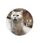 我が家の動物園（個別スタンプ：39）