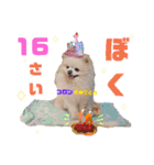 コロン（ポメラニアン）（個別スタンプ：1）