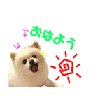 コロン（ポメラニアン）（個別スタンプ：2）