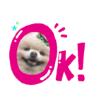 コロン（ポメラニアン）（個別スタンプ：3）