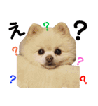 コロン（ポメラニアン）（個別スタンプ：5）