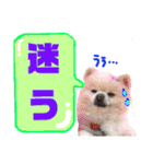 コロン（ポメラニアン）（個別スタンプ：6）