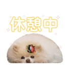 コロン（ポメラニアン）（個別スタンプ：8）