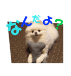 コロン（ポメラニアン）（個別スタンプ：9）