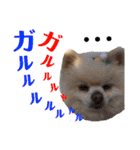 コロン（ポメラニアン）（個別スタンプ：10）