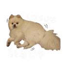 コロン（ポメラニアン）（個別スタンプ：13）