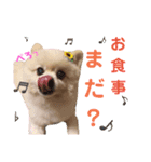 コロン（ポメラニアン）（個別スタンプ：14）