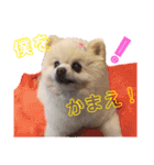 コロン（ポメラニアン）（個別スタンプ：17）