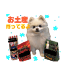 コロン（ポメラニアン）（個別スタンプ：20）