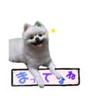 コロン（ポメラニアン）（個別スタンプ：22）