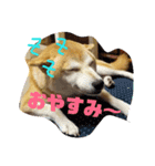 僕を海に連れてって（個別スタンプ：4）