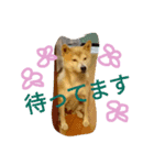 僕を海に連れてって（個別スタンプ：6）