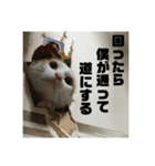 いぬ猫くうわん part.3 表裏一体空言川柳（個別スタンプ：19）