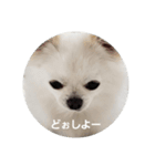 chihuahuawhite（個別スタンプ：1）