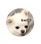 chihuahuawhite（個別スタンプ：2）