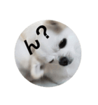 chihuahuawhite（個別スタンプ：3）